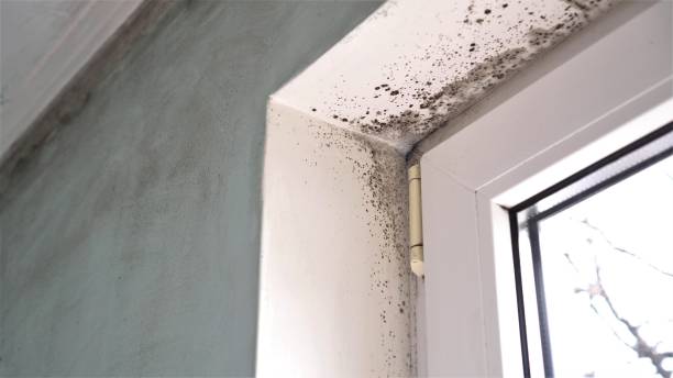 Best Asbestos and Lead Testing During Mold Inspection  in Athens, WV