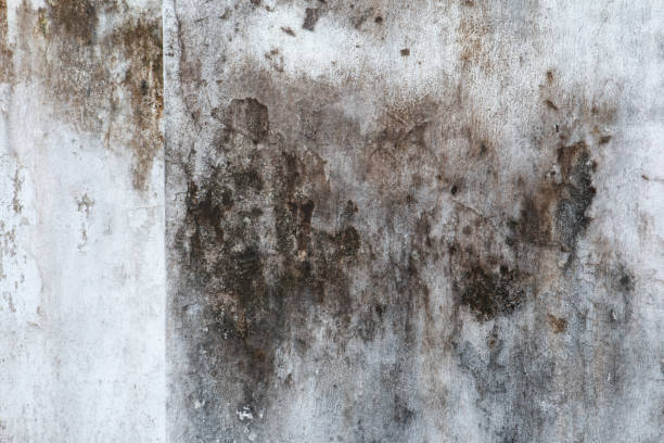 Best Air Quality Testing for Mold Spores  in Athens, WV