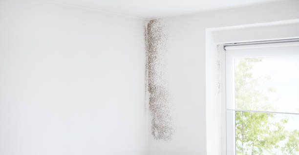 Best Black Mold Removal  in Athens, WV