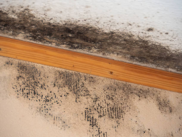 Trusted Athens, WV Mold Removal Experts